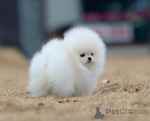 Фото №3. МИНЕСКОН.  Германия