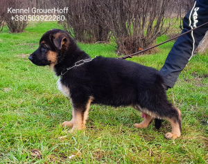 Дополнительные фото: Продам высокопородных щенков немецкой овчарки
