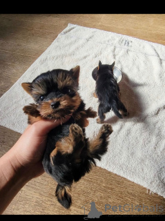 Фото №3. Yorkie Puppies для продажи Идеальный возраст для связи с семьями.  Турция