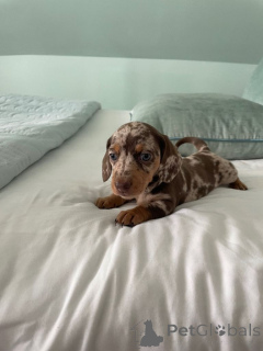 Фото №3. Dachshund puppys....whatsapp me at 44 7453 907158.  Германия
