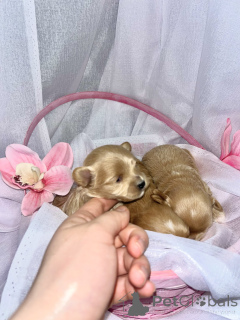 Фото №3. Мини мальтипу F1.  Объединенные Арабские Эмираты