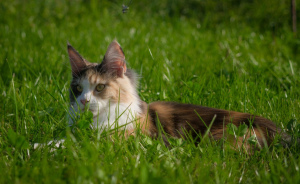 Фото №3. Кошка мейн кун. Беларусь