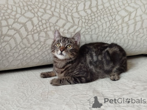 Фото №1.  - купить в Минске за Бесплатно. Объявление №164929