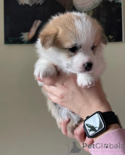 Фото №2 к объявлению №155808 о продаже вельш-корги - купить в Германии заводчик