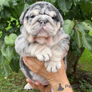 Фото №2 к объявлению №142156 о продаже  - купить в Украине 