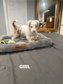 Фото №3. Австралийские овчарки щенков для усыновления.  США