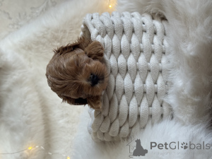 Фото №3. Щенок мальтипу.  Россия