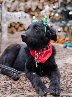 Фото №1. беспородная - купить в Москова за Бесплатно. Объявление №165550
