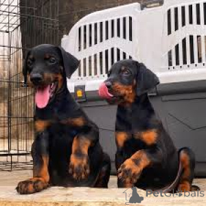 Фото №1. доберман - купить в Лондонский Сити за 92767₽. Объявление №164214