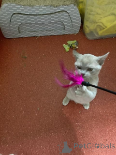 Фото №3. Бирма Котенок ищет любящий дом.. Австрия