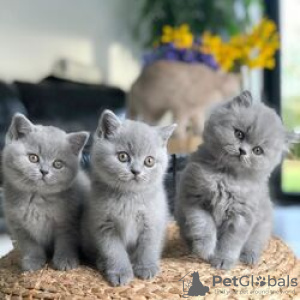 Фото №3. Cute British-shorthair kitten for frr adoption.  Германия