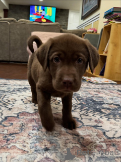 Фото №3. Щенки лабрадора-ретривера Нежные сердца, безграничная энергия.  Нидерланды