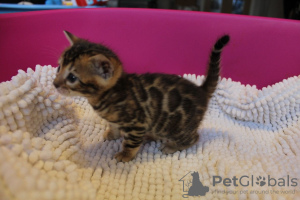 Фото №3. Котята бенгальской кошки, проверенные ветеринаром, доступны для усыновления. Австралия
