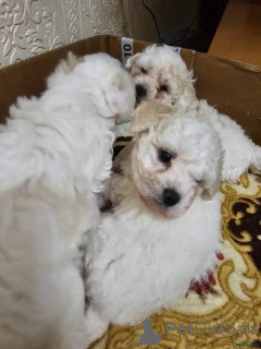 Фото №3. Bichon Frisé Welpen WhatsApp 44 7453 907158.  Германия