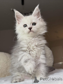 Фото №2 к объявлению №157085 о продаже мейн-кун - купить в Великобритании 