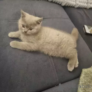 Фото №2 к объявлению №167272 о продаже шотландская вислоухая (скоттиш фолд) - купить в Германии частное объявление