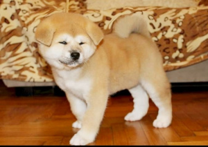 Дополнительные фото: Щенки японской Акита Ину купить собаку