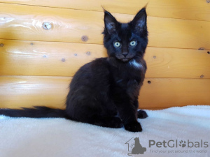 Дополнительные фото: Черный котёнок Мейн-Кун с белым медальоном