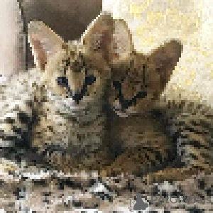 Фото №3. Продаются новорожденные котята Саванны F1, котята африканского сервала на. Австрия