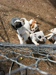 Фото №2 к объявлению №138994 о продаже американского бульдога - купить в США заводчик