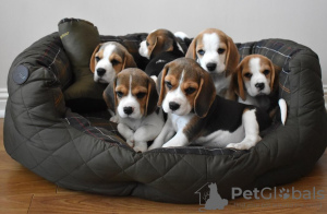 Фото №3. Очаровательные щенки йорка.  США