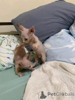 Фото №4. Продам бамбино в Берлине частное объявление, заводчик - цена 46384₽