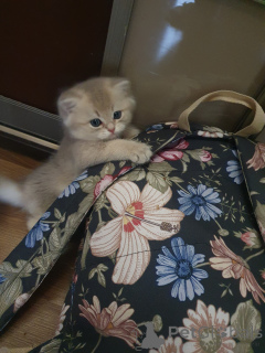 Фото №1. британская длинношёрстная - купить в Серпухов за 100000₽. Объявление №139258