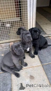 Фото №1. кане-корсо - купить в Байербах за договорная. Объявление №161073