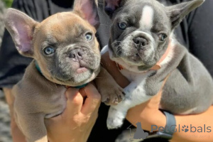 Фото №2 к объявлению №166203 о продаже английского бульдога - купить в Германии 