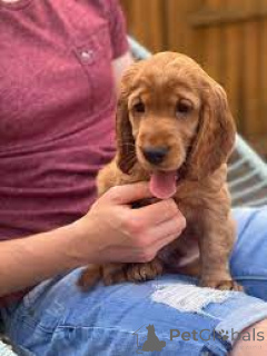 Фото №2 к объявлению №160946 о продаже американского кокер-спаниеля - купить в Франции частное объявление, заводчик