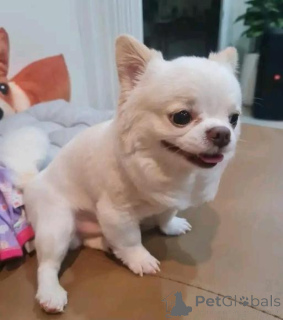 Фото №1. чихуахуа - купить в Аахен за договорная. Объявление №166094