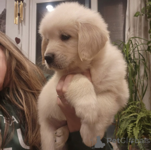 Фото №2 к объявлению №143858 о продаже золотистого ретривера - купить в Швеции частное объявление, заводчик