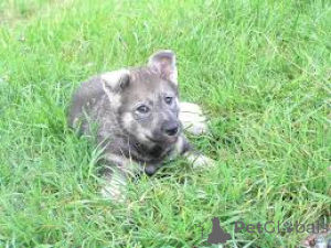 Фото №3. Schwedische Elchhundwelpen zu verkaufen.  Нидерланды