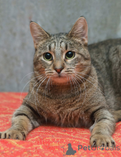 Фото №4. Продам  в Санкт-Петербурге частное объявление - цена Бесплатно