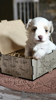 Фото №3. Гаванский бизон.  Сербия