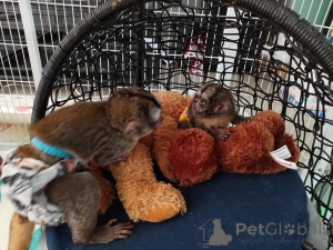 Фото №2 к объявлению №161745 о продаже  - купить в США 