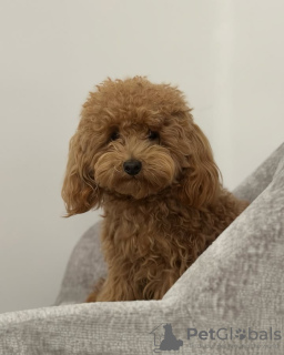 Фото №2 к объявлению №132653 о продаже пуделя (той) - купить в Португалии заводчик