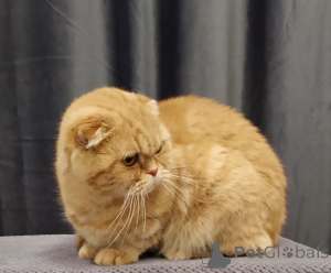 Фото №2 к объявлению №138776 о продаже шиншилла кошка - купить в России 