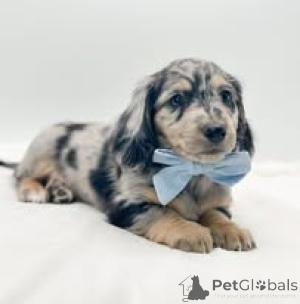 Фото №2 к объявлению №157199 о продаже таксу - купить в Германии частное объявление, заводчик