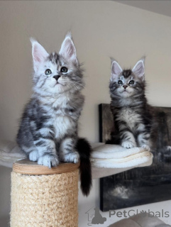 Фото №1. мейн-кун - купить в Мюнхене за договорная. Объявление №165180