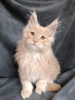 Дополнительные фото: Шикарные котята мальчики