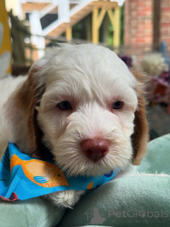 Фото №1. лабрадудль - купить в Бертранж за договорная. Объявление №156279