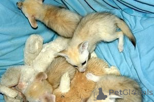 Фото №1.  - купить в Хельсинки за договорная. Объявление №158782