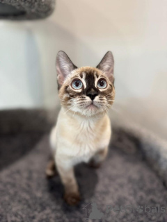 Фото №1. бенгальская - купить в Гамбург за 69575₽. Объявление №152538