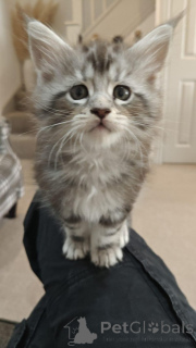 Фото №3. Die Letzten Beiden Reversigen Maine Cooon Jungen. Германия