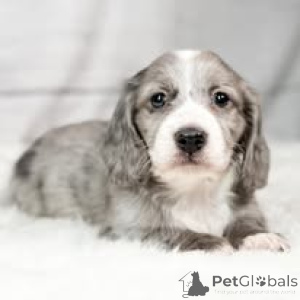 Фото №3. Dackelwelpen zu verkaufen.  Австрия