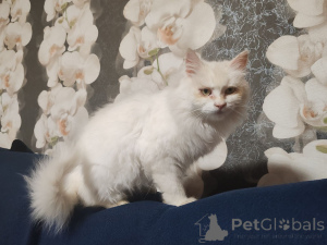 Фото №1.  - купить в Минске за Бесплатно. Объявление №156571