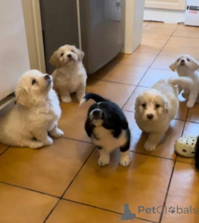 Фото №2 к объявлению №158913 о продаже лабрадор-ретривера - купить в Черногории частное объявление