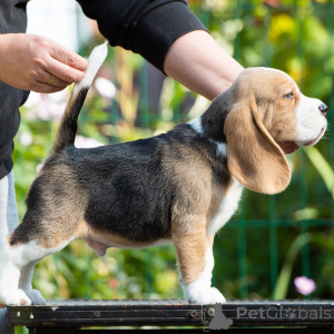 Фото №1. бигль - купить в Липова за договорная. Объявление №165222