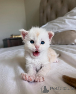 Фото №2 к объявлению №150584 о продаже мейн-кун - купить в Германии из приюта, заводчик